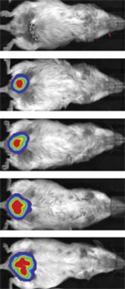 Skinny Mouse Fat Depot Leads To Cell Discovery About Obesity